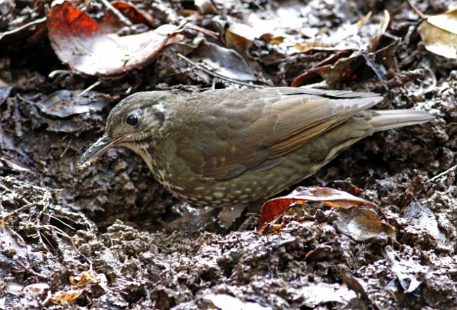  p>长嘴地鸫(学名: i>zoothera marginata /i>)是鸫科,地鸫属中型鸟类
