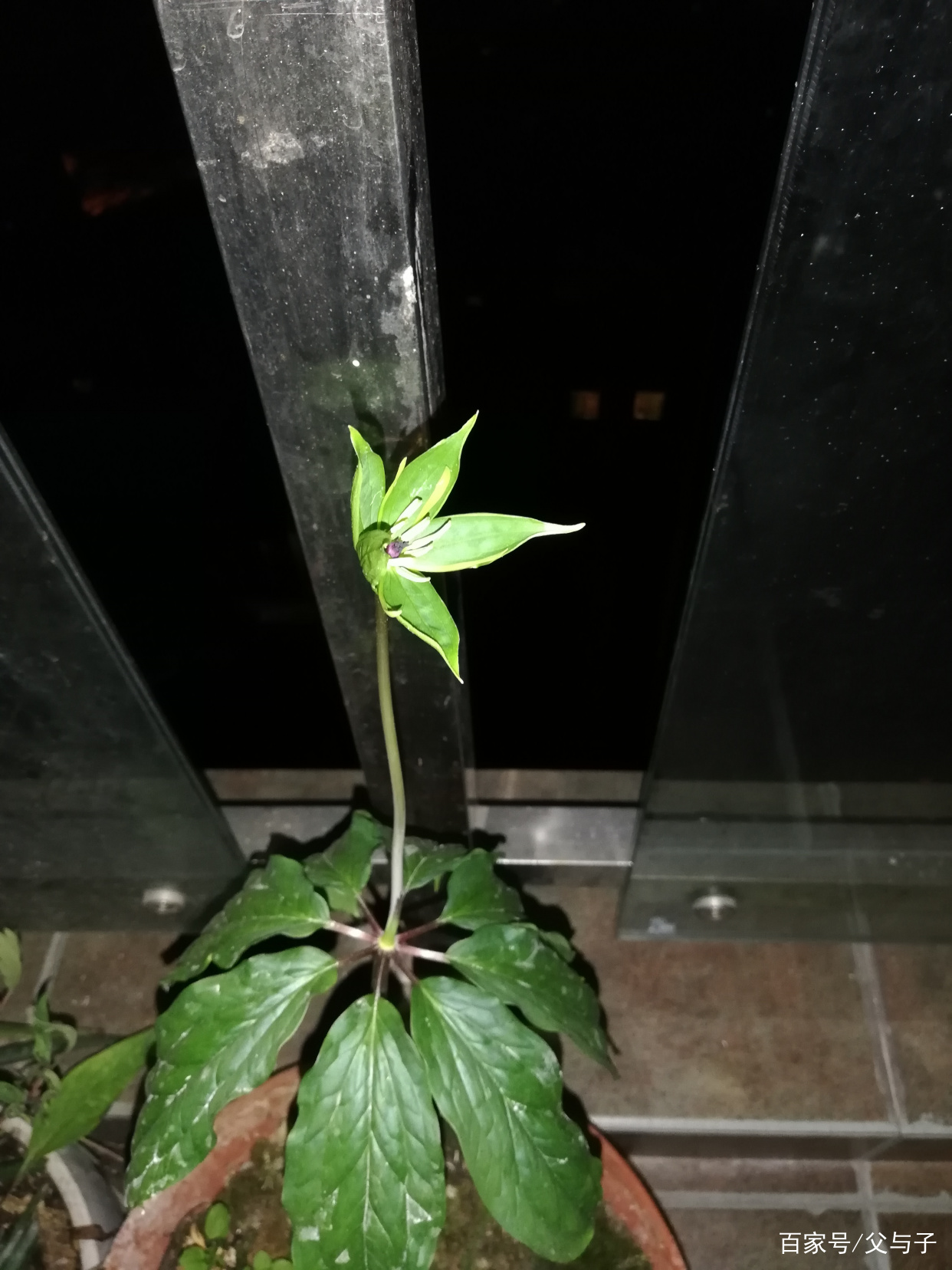 七叶一枝花，又叫一把伞_百科TA说