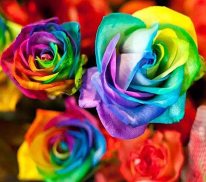 七色堇 幸福的七种颜色 百科ta说