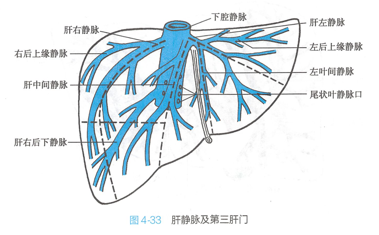  p data-id="gnyxkub6yl">在 a target="_blank" href="/item/腔静脉
