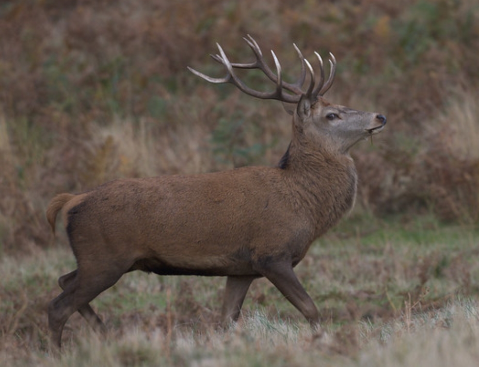 ljnfjt0p">欧洲马鹿(学名:cervus elaphus):是鹿科,鹿属的动物