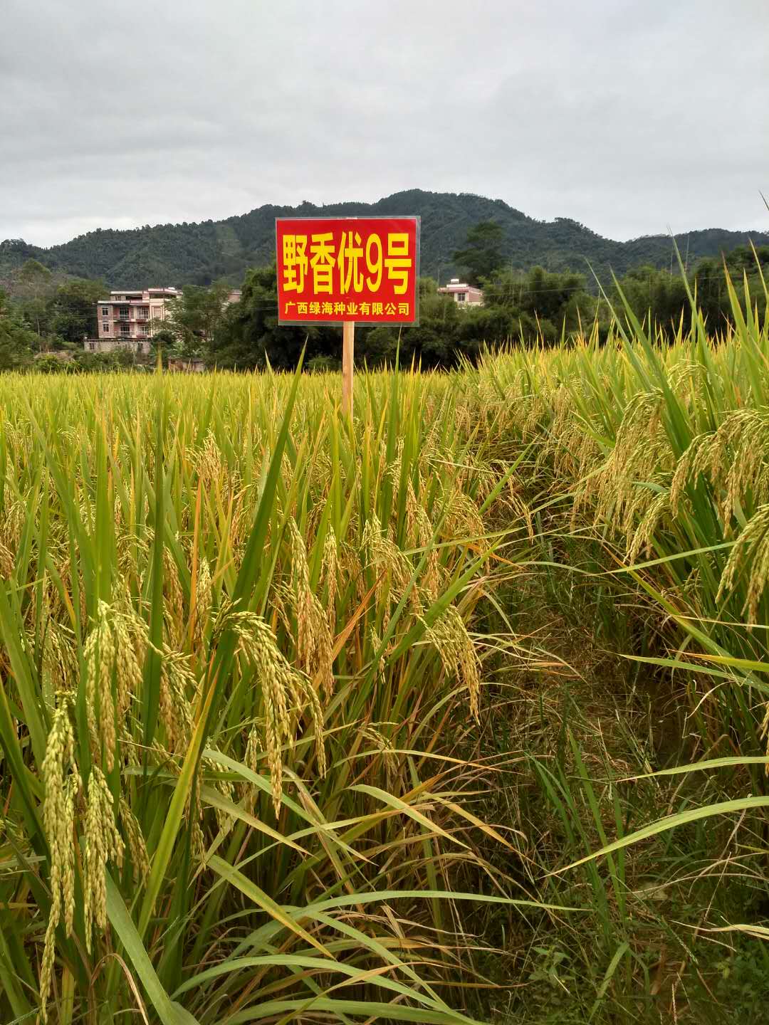 22073330">野香a /a>为母本,以r9为父本选育的感温型三系杂交水稻品种