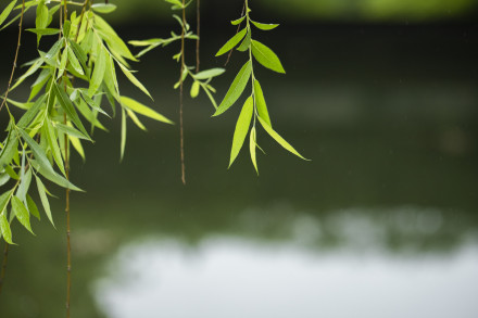 白柳（杨柳科柳属植物）_百度百科