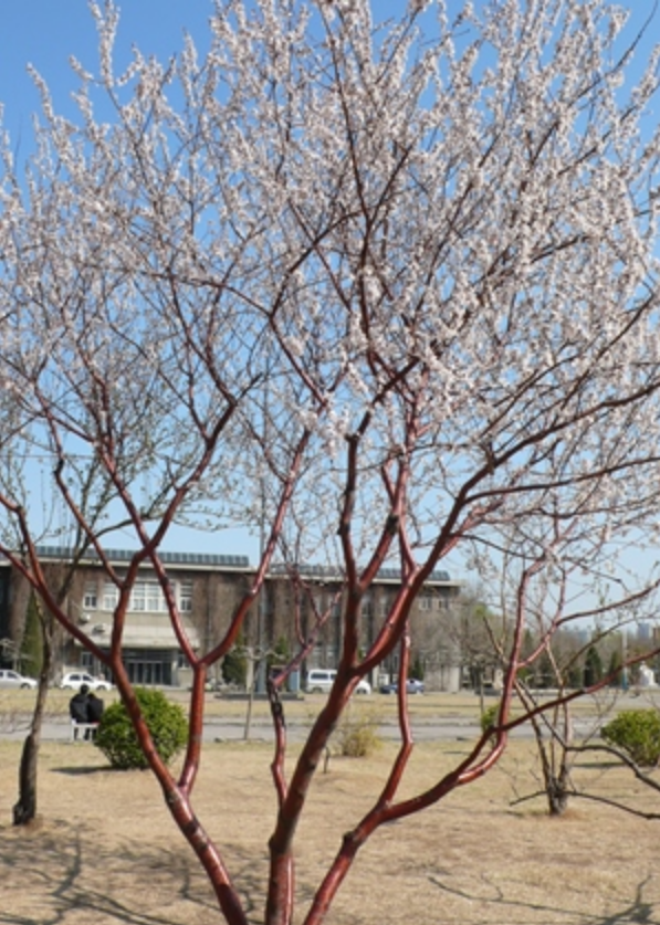 山桃(原变种)