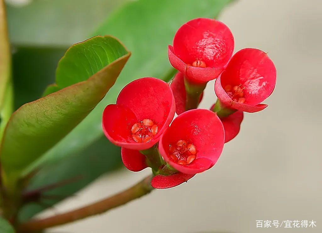 虎刺梅适合嫁接什么？常见品种有哪些？_百科TA说