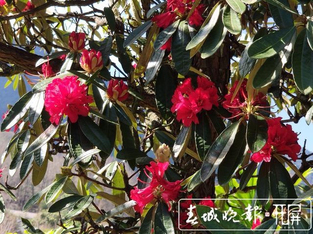 一株开花18朵 朵朵色不同 春节来大理赶花gai 百科ta说