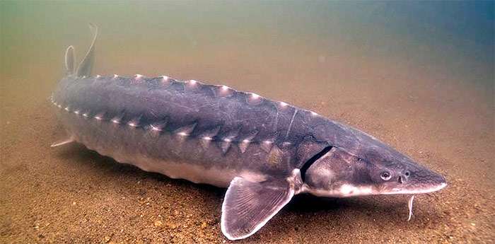  p data-id="gnbi09b7mh">史氏鲟是鲟科鲟属