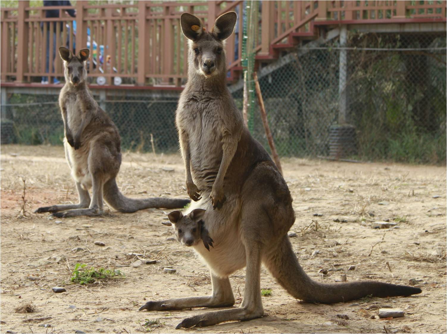  p>南京红山森林动物园位于 a target="_blank" href="/item/南京市