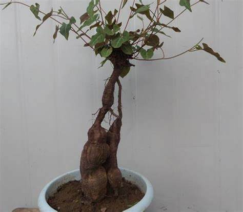 何首乌（蓼科何首乌属植物）_百度百科