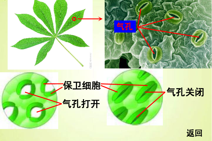  p>植物通过叶子气孔实现蒸腾作用 /p>