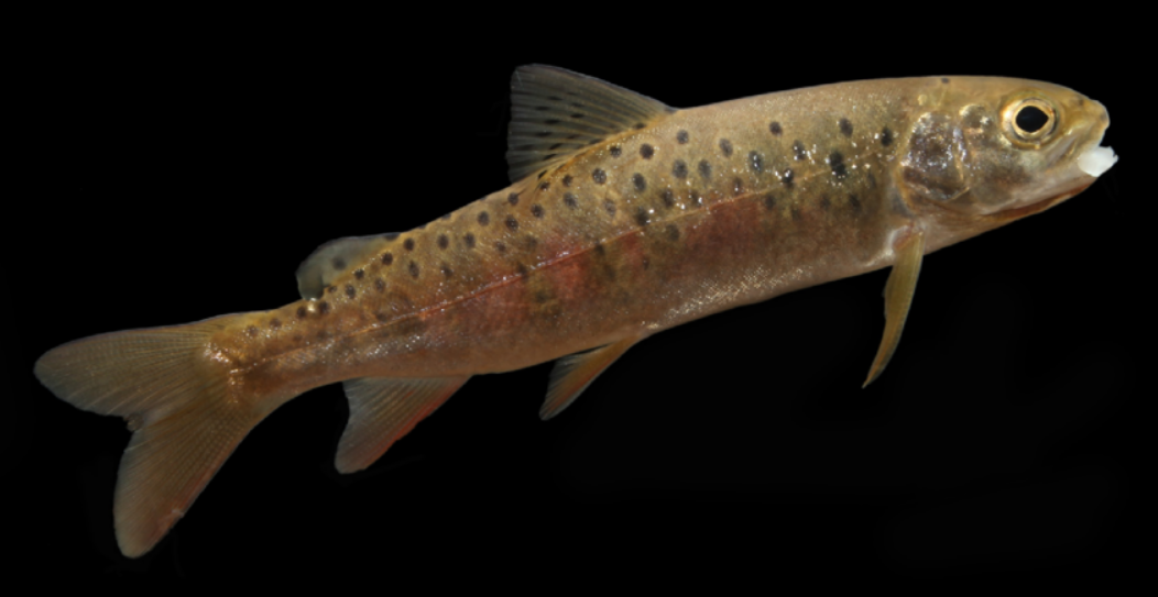 brachymystax  lenok  tsinlingensis