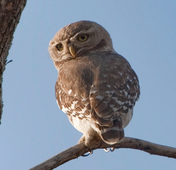  p>林斑小鸮(学名: i>athene blewitti /i>):鸱鸮科小鸮属的一种鸟类.