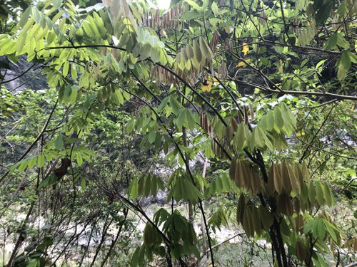  p data-id="go05x86fqz">厚果崖豆藤(学名: i>millettia pachycarpa 