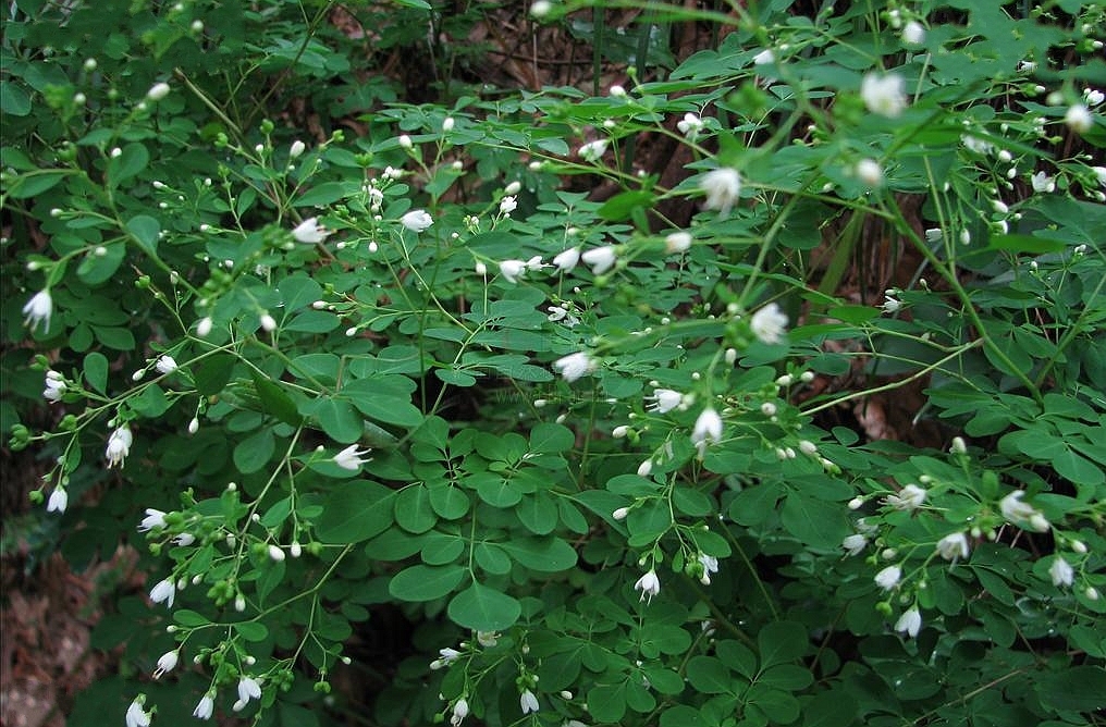  p>臭节草(学名: i>boenninghausenia /i>&nbsp; i>albiflora /i>