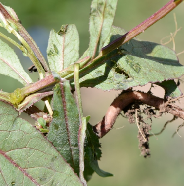  p data-id="gnwny1izak">鸡娃草( i>plumbagel