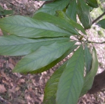 楠树_百度百科
