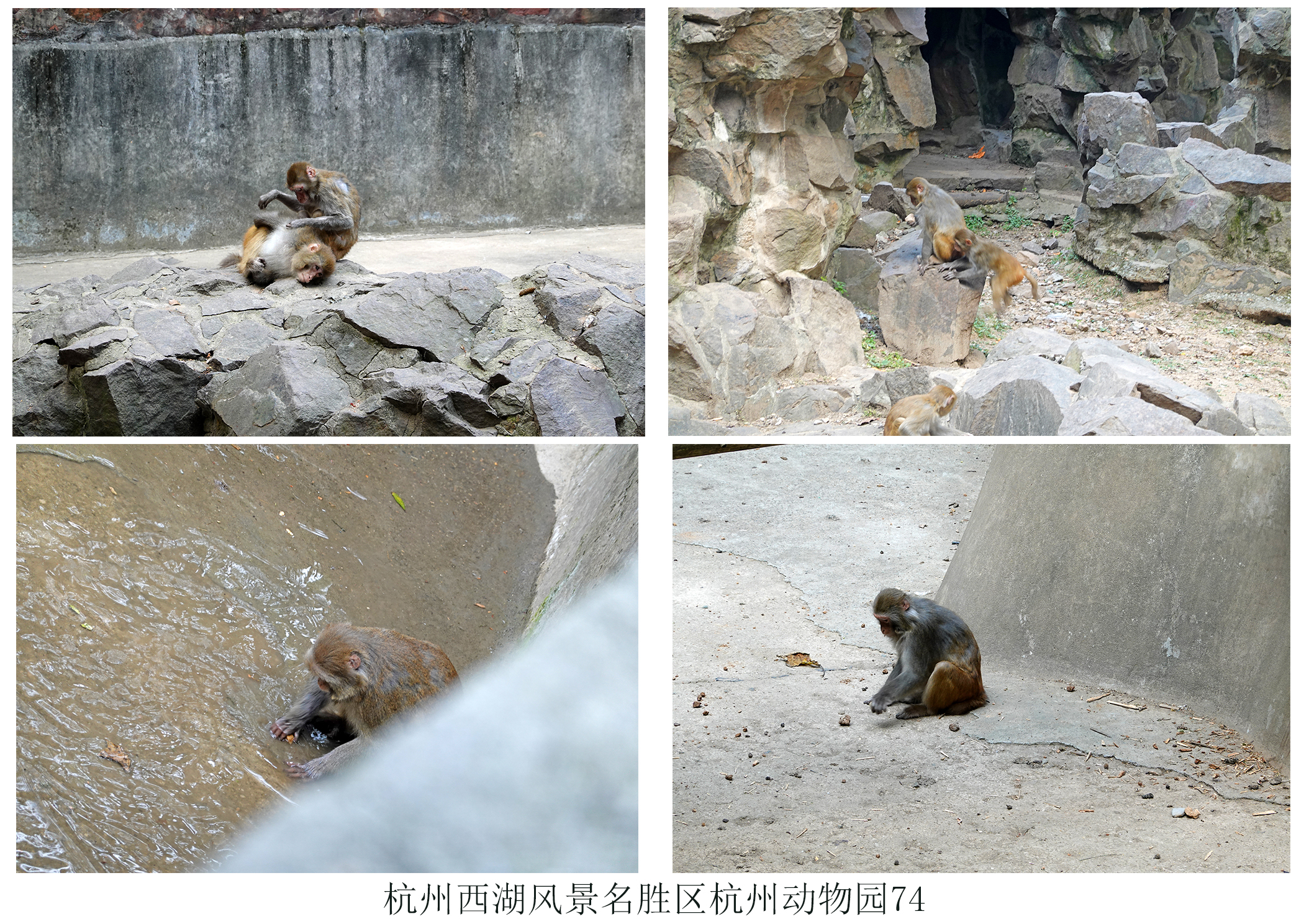杭州动物园
