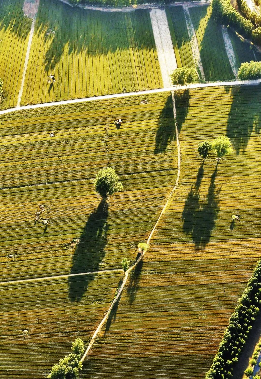  p>华北平原( i>north china plain;hua-pei ping-yuan;huabei ping