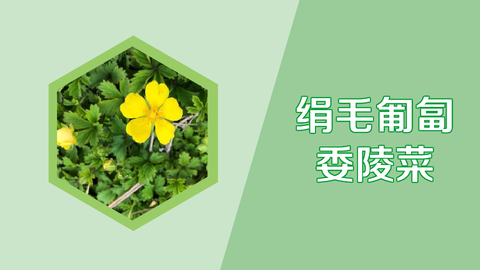 绢毛匍匐委陵菜:蔷薇科委陵菜属植物