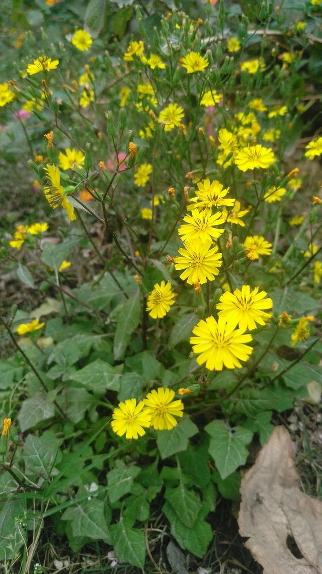 黄鹌菜
