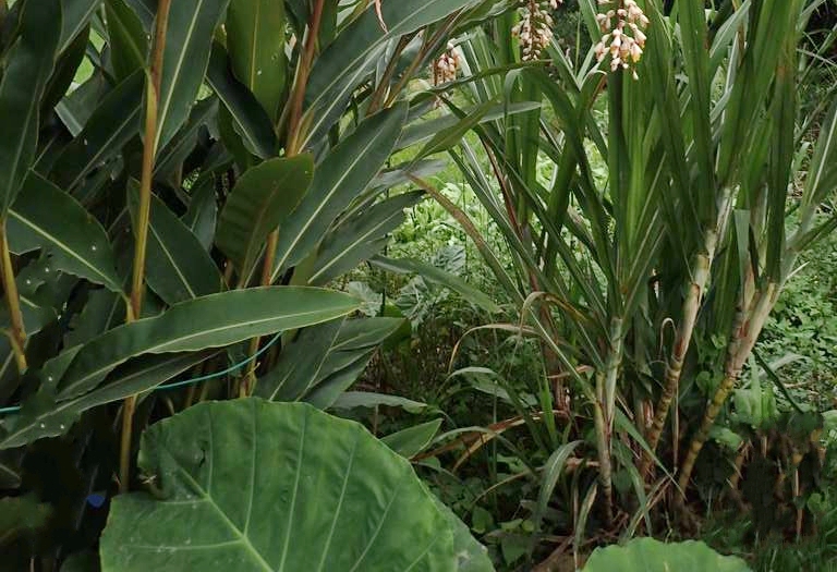  p>白豆蔻(学名: i>amomum kravanh /i> pierre ex gagnep.