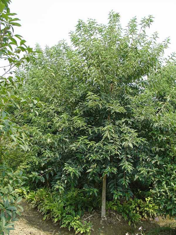 光皮树无性系g5号