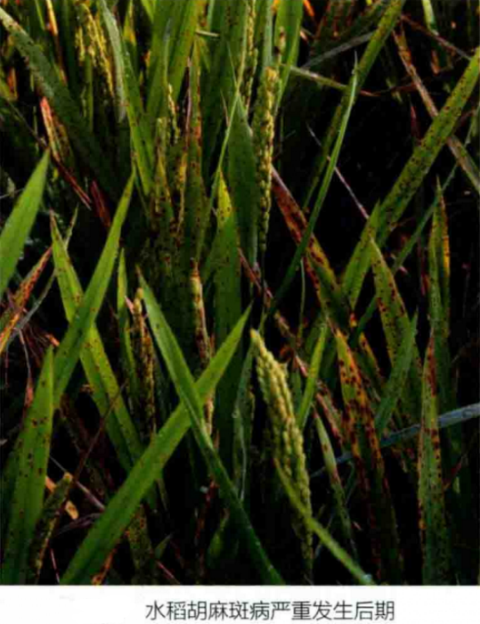 p data-id="gnb54iar1n">水稻胡麻斑病又叫胡麻叶枯病,俗称饥饿病,是