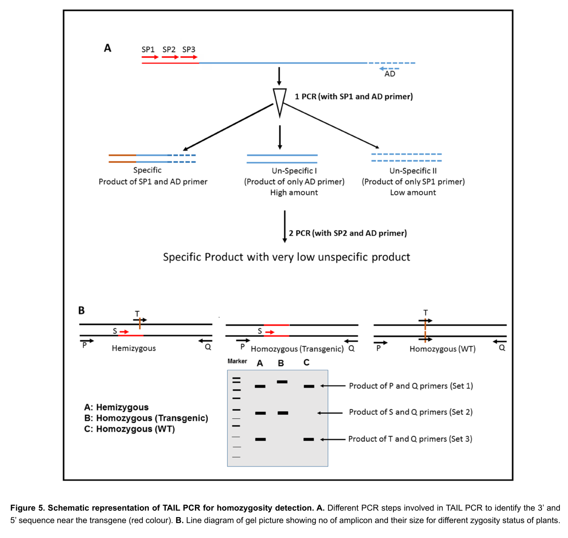  p data-id="gnwggwpkk0">tail-pcr即交错式热不对称pcr,是一种染色体