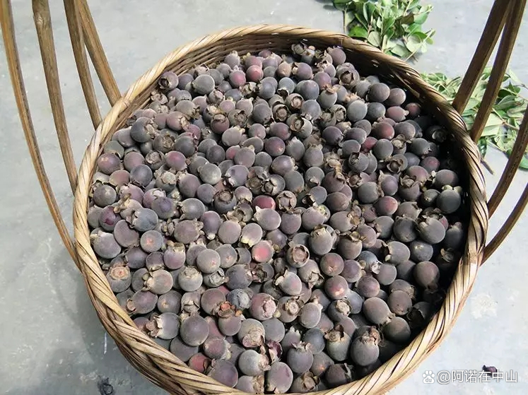 南方的夏末，满屏都是桃金娘！_百科TA说