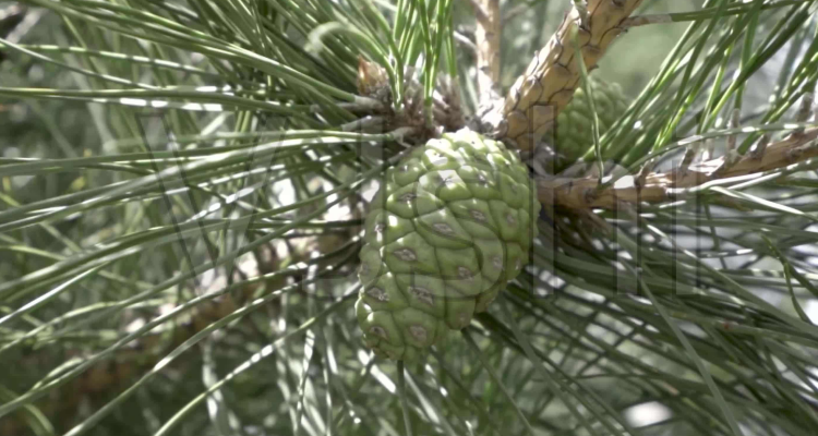 油松是裸子植物吗_百科TA说