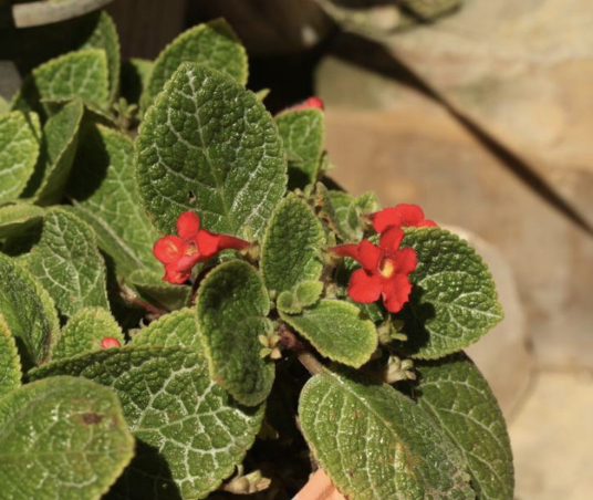 喜荫花 百度百科