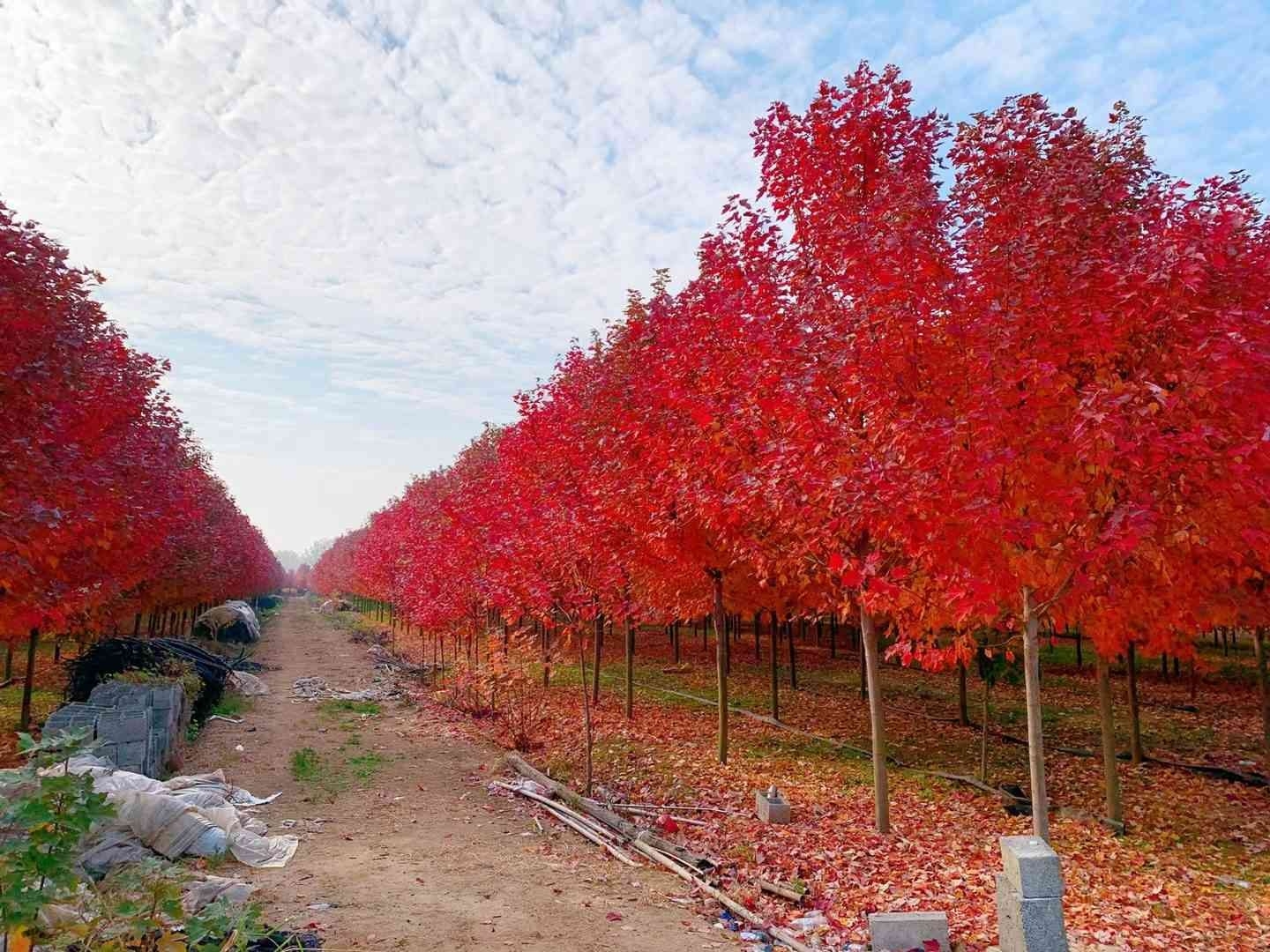 红枫的种类图片大全(红枫有哪些品种和照片)