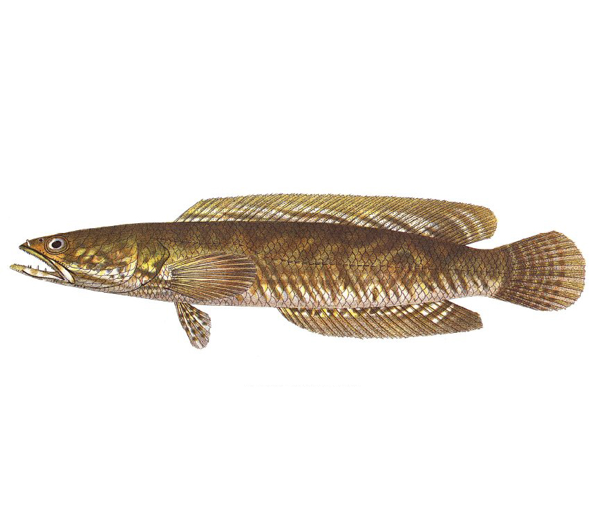  p>线鳢(学名: i>channa striata /i>)是鳢科,鳢属的一种鱼类.