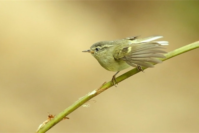 暗绿柳莺新疆亚种