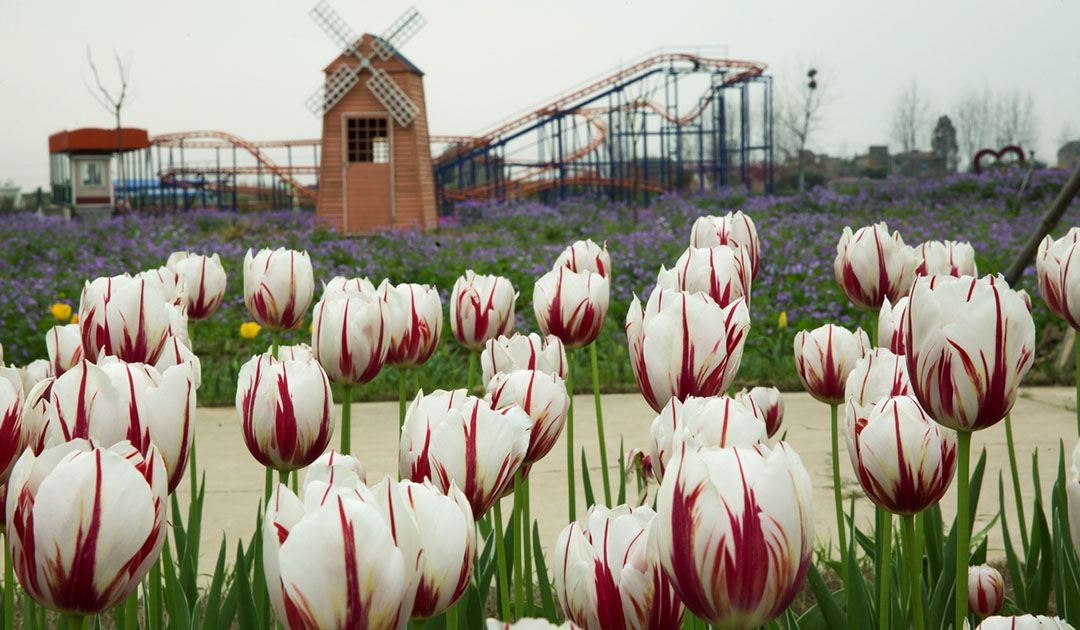 百万花海风景区,位于湖北省 a target="_blank" href="/item/仙桃市