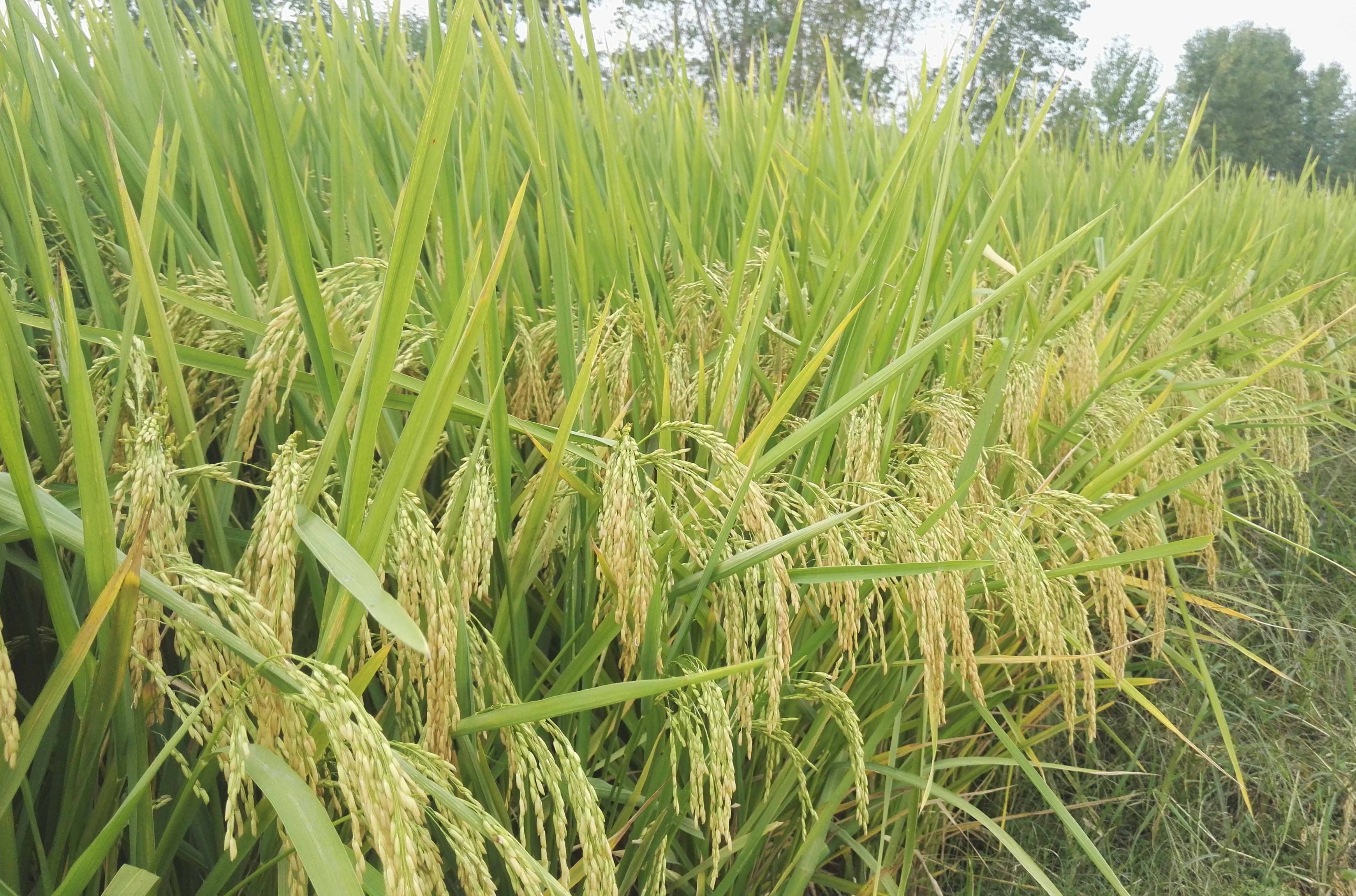  p>垦香优118,籼型三系杂交水稻, a target="_blank" href="/item