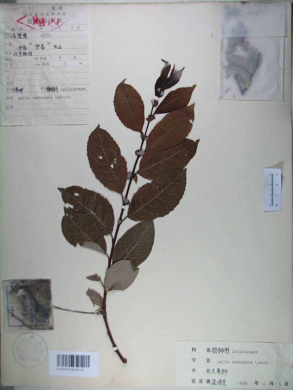  p>大黄柳(学名: i>salix raddeana /i> laksch)是杨柳科,柳属 a href