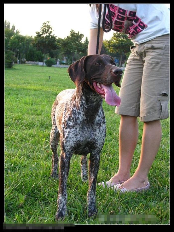 德国短毛波音达