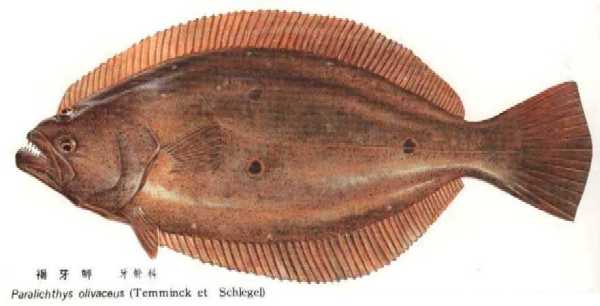  p data-id="gnbige1e5h">牙鲆,硬骨鱼纲,鲆科.