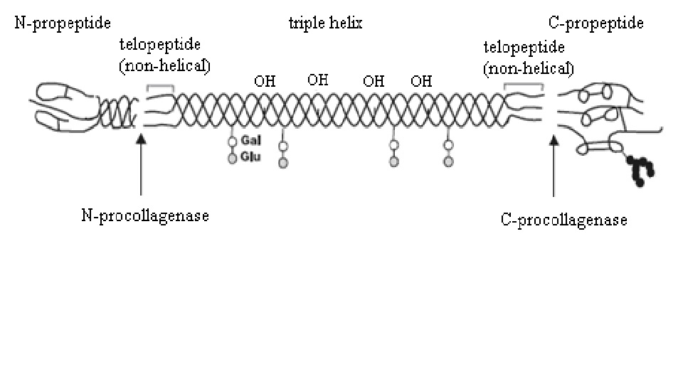  p data-id="go1rillarn">胶原蛋白是生物高分子,动物 a target="
