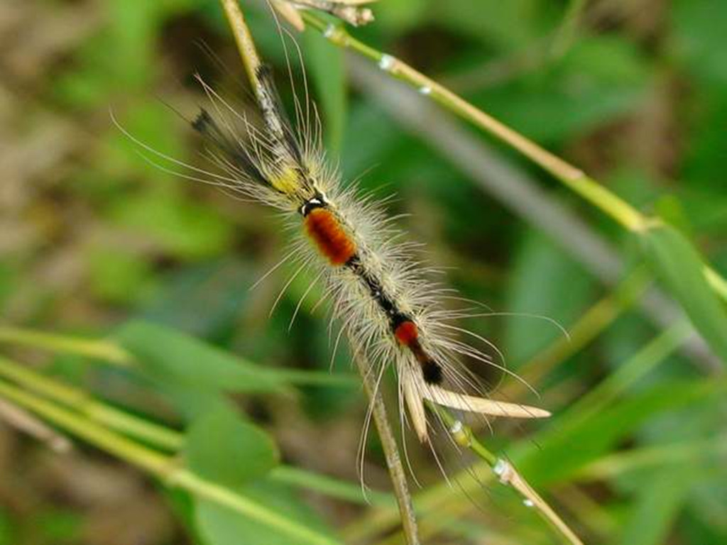  /i>(chao,1977),为鳞翅目 a href="#">毒蛾科 /a>竹毒蛾属的一种昆虫