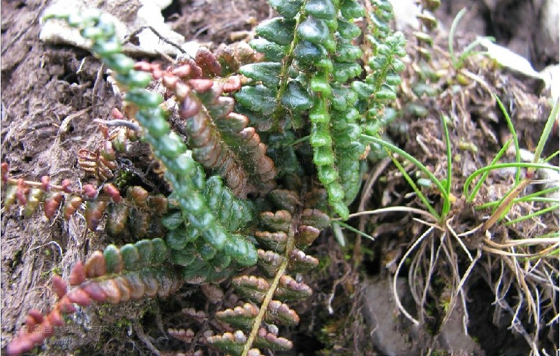 href="/item/草本/541696" data-lemmaid="541696">草本 /a>蕨类植物