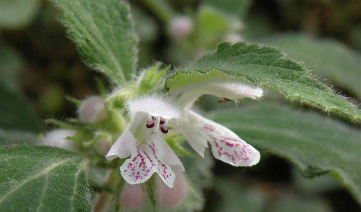  p>小野芝麻(galeobdolon chinense (benth.) c. y. wu in act. var.