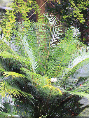 p>海南苏铁(学名: i>cycas hainanensis /i> c. j.