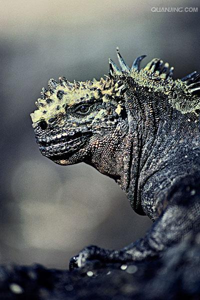  p>海鬣蜥(学名: i>amblyrhynchus cristatus /i