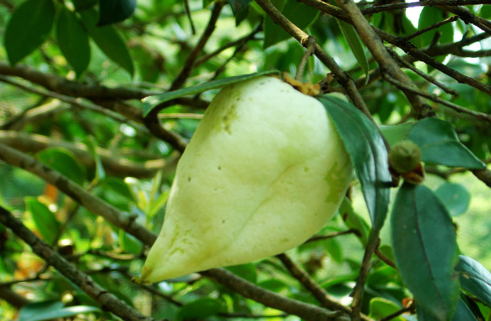  p>茶泡,茶树上一种变异茶花的果子的变异形成物.