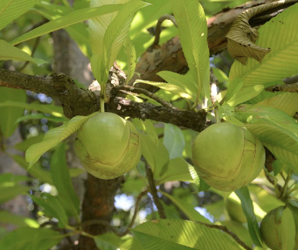  p>五桠果(学名: i>dillenia indica  /i>linn.