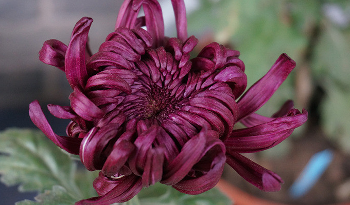  p>紫菊属(学名:notoseris shih)是菊科一个属