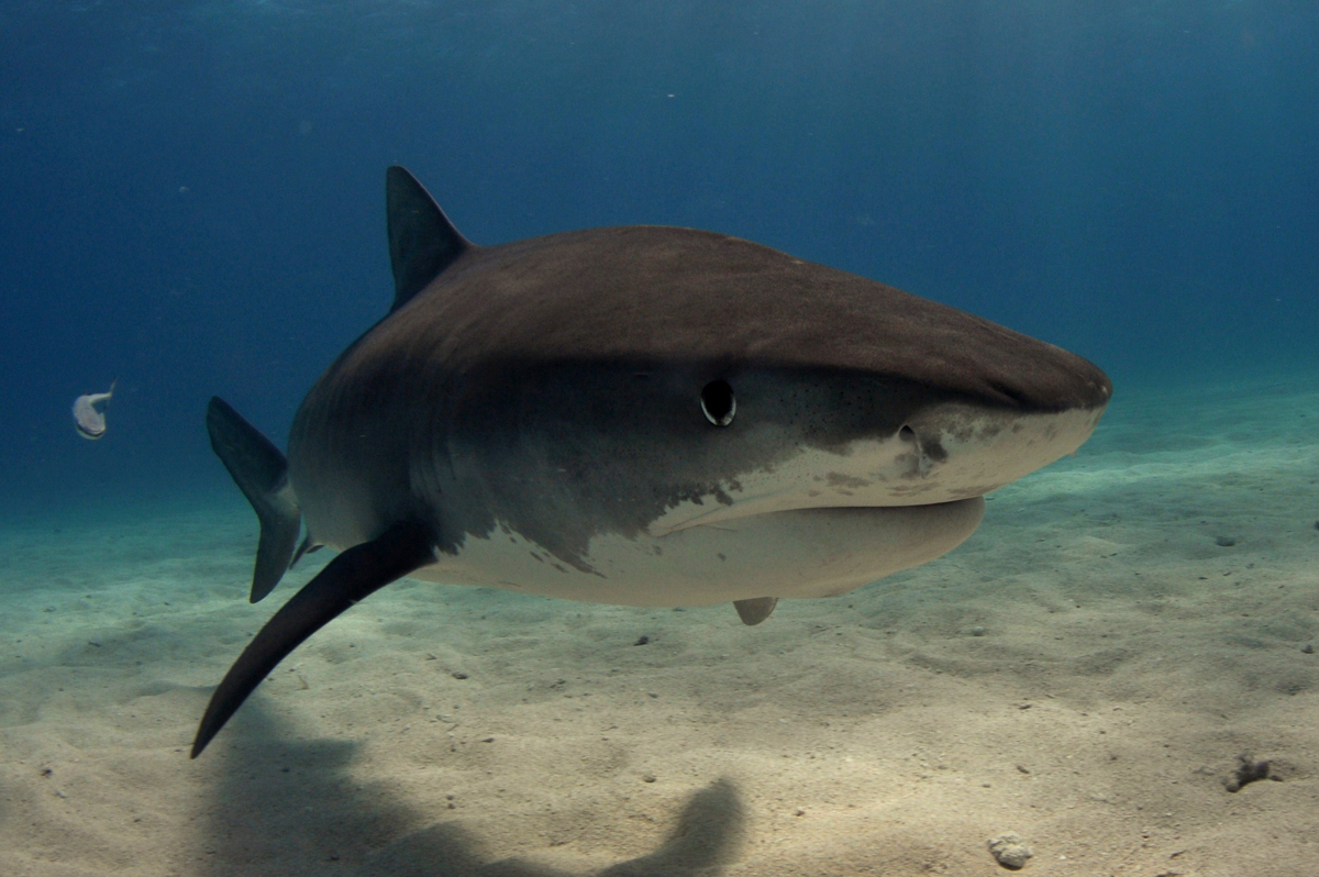  p>鼬鲨(学名: i>galeocerdo cuvier /i>)是真鲨科,鼬鲨属的一种鲨鱼.