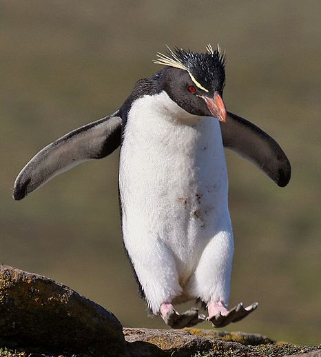  p>黄眉企鹅(学名: i>eudyptes pachyrhynchus /i>)在头上或眼睛旁都